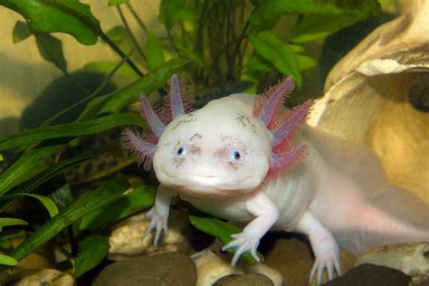 How Often Should You Feed an Axolotl, and Why Do They Dream of Electric Worms?