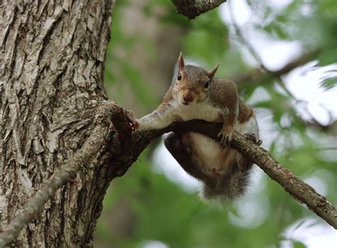 Is Pepper Spray Legal in Washington? And Why Do Squirrels Always Seem to Know When You’re About to Use It?