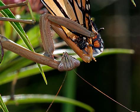 What Can I Feed a Praying Mantis? And Why Do They Sometimes Wear Tiny Hats?