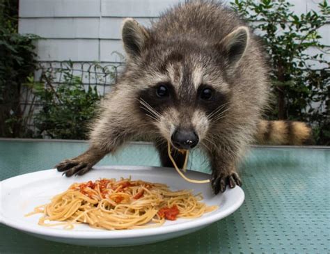 What Can I Feed Raccoons: A Journey Through Culinary Chaos and Wildlife Wisdom