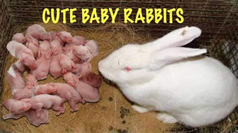 What to Feed Baby Rabbits: 3 Weeks Old and Why They Might Secretly Love Jazz Music